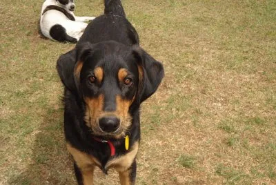 MI PERRITA