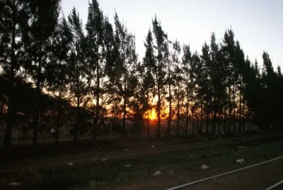 Pines at sunset