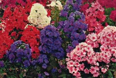 Flors jigsaw puzzle