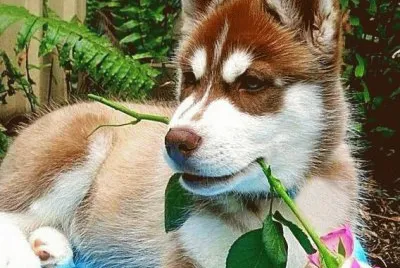 cÃ£o