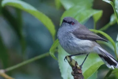 New Zealand North Island Robin