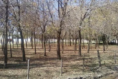 Winter trees