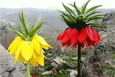 two flowers