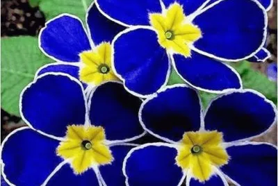 spring-75