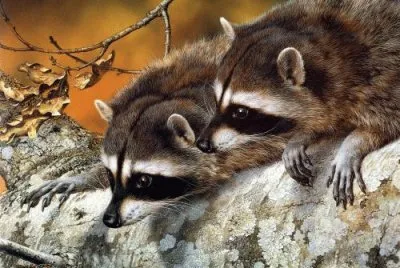 mapaches