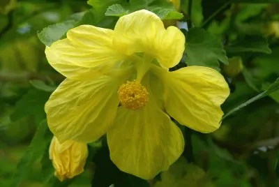 abutilon