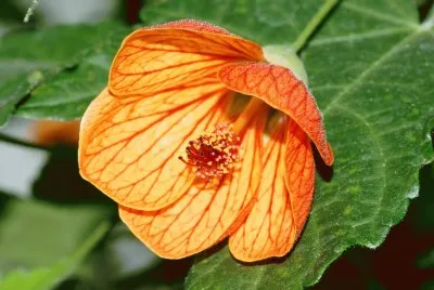 abutilon
