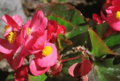 begonia