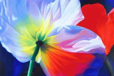 Rainbow Tulip 's
