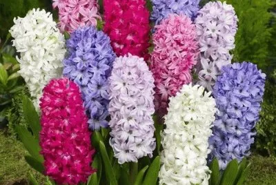 Spring