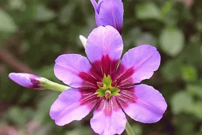 leucocoryne