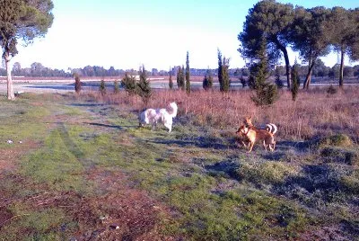 i miei cani