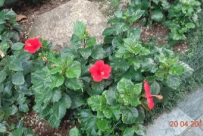 Flores