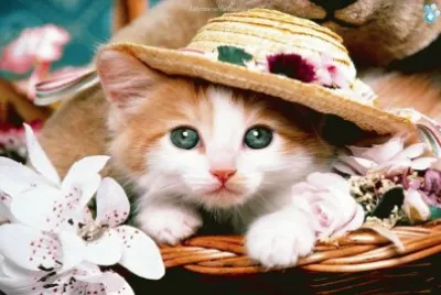 gatito con sombrero