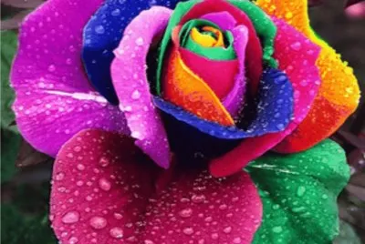 Rosa exotica jigsaw puzzle