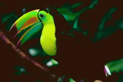 Tucan jigsaw puzzle