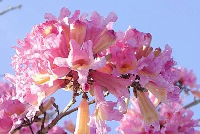 פאזל של fleur