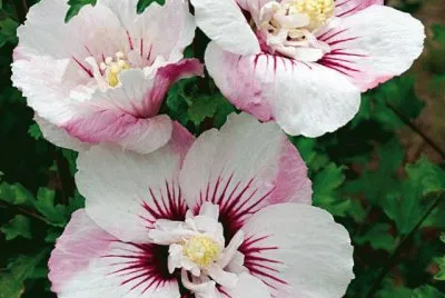 פאזל של hibiscus