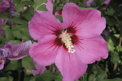 פאזל של hibiscus