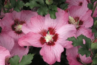 פאזל של hibiscus