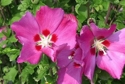 פאזל של hibiscus