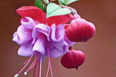 פאזל של Fuchsia