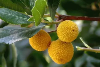 madroÃ±o