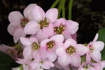 hortensia de invierno