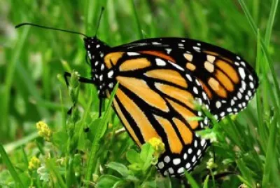 mariposa monarca
