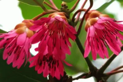 rhodoleia