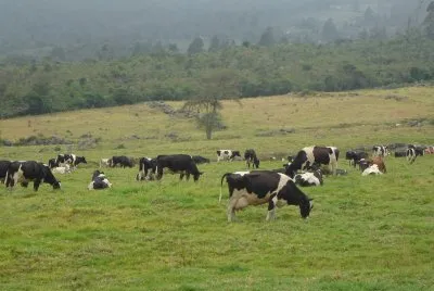 Ganaderia de Leche, Paramo de la Culata, Venezuela jigsaw puzzle