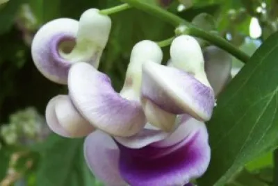 פאזל של vigna caracalla