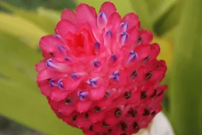 פאזל של quesnelia
