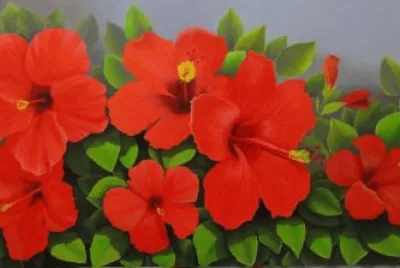פאזל של flores