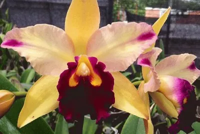 פאזל של orquÃ­dea