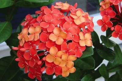 ixora