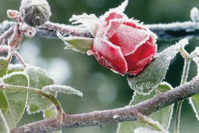 Rosa
