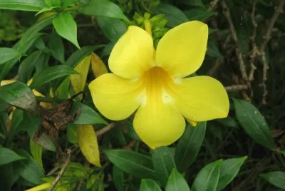 allamanda