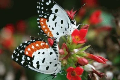 Black orange   white butterfly