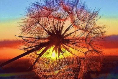 פאזל של Sunset Tree