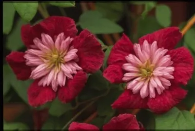 פאזל של clematite
