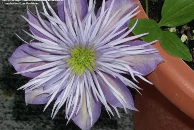 פאזל של clematite