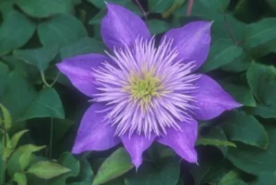 פאזל של clematite
