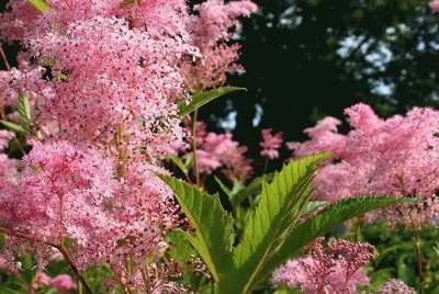 פאזל של flor