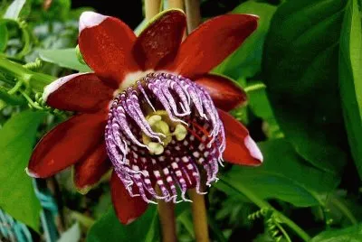 פאזל של passiflora alata