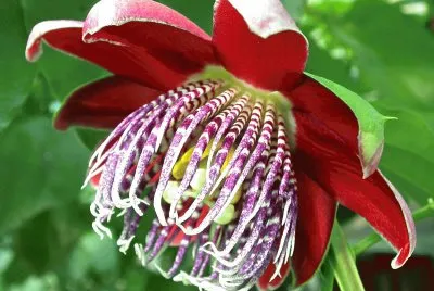 פאזל של passiflora alata