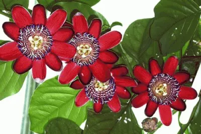 פאזל של passiflora alata