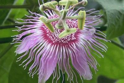 פאזל של passiflora