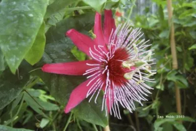 פאזל של passiflora