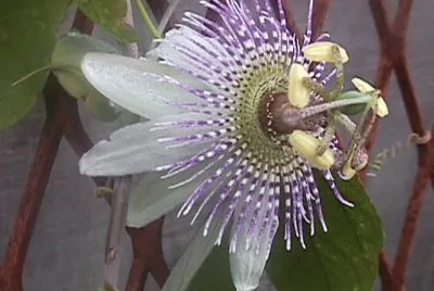 פאזל של passiflora